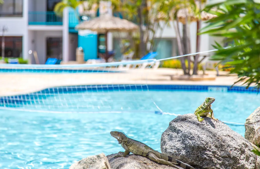 Courtyard By Marriott Aruba Resort-1
