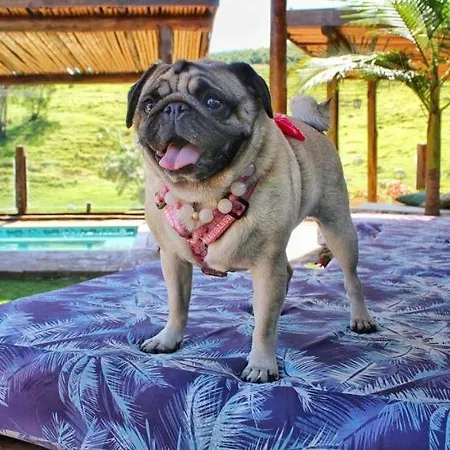Villa Ayê Socorro SP - Pousada Petfriendly-2