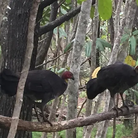 Byron Bay Rainforest Resort-3
