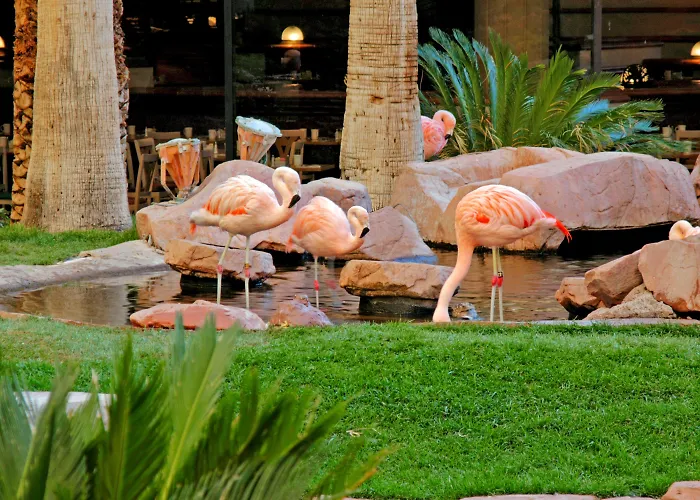 Flamingo Las Vegas & Casino