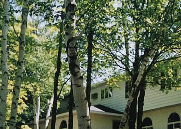 White Birch