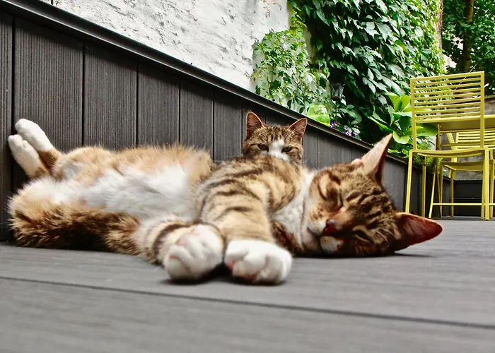 Familiehotel: Rock Lobster City Lodge