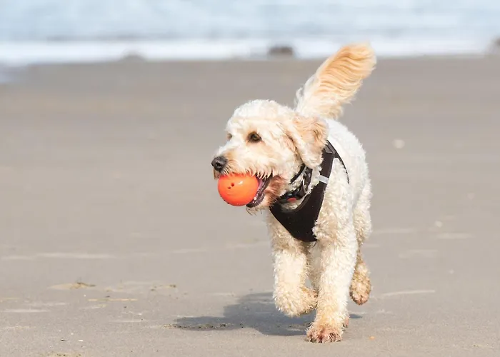 Hotel para famílias: Holiday Inn Express Hilton Head Island By Ihg