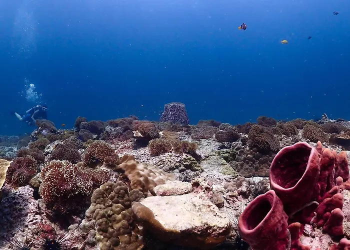  Adang Sea Divers & Eco