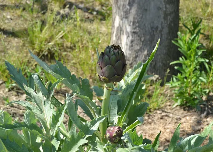 Il Pruno